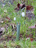 P1000041Galanthus elwesii Snow Fox.JPG