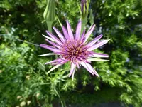 P1080100.webp