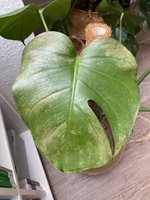Stark befallenes Blatt.jpg