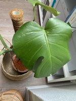 Leicht befallenes Blatt.jpg