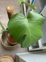 Leicht befallenes Blatt.webp