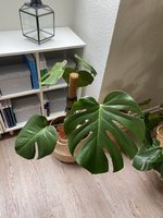 Planze im Ganzen.jpg