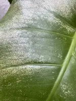 Nahaufnahme 2 stark befallenes Blatt.webp