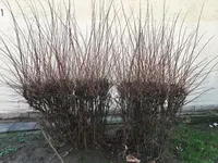 Hausmeisterschnitt_Philladelphus_01.webp