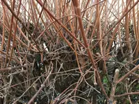 Hausmeisterschnitt_Philladelphus_02.webp