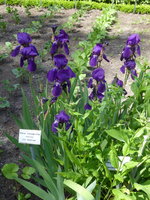 P1080153Blaue Schwertlilie.JPG