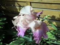 DSCI2896.webp