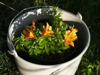 2022Inka.jpg 2022Inka.jpg