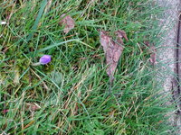 DSC02775.JPG