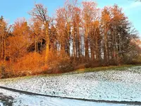 1ED57A31-859E-49E6-BB8A-E87341A4F61A.webp 1ED57A31-859E-49E6-BB8A-E87341A4F61A.webp