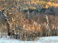 EBA9BC64-5F61-414A-A18C-2AD134B53D1B.webp EBA9BC64-5F61-414A-A18C-2AD134B53D1B.webp