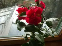 DSC02772.webp