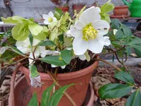 DSC02776.webp