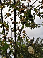IMG_20201030_161323_3.jpg