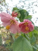 IMG_20221106_124527.webp
