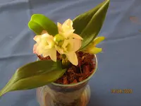 Orchidee3.webp