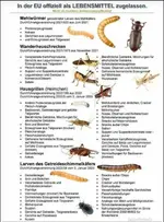 Insektenbilder.webp