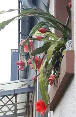Balkonkästen_Epiphyllum 'Blattkaktus'.webp