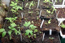 230123_Tomaten_Physalis.jpg