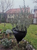 IMG_20230124_081200.jpg