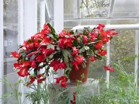 P1000015Weihnachtskaktus.webp
