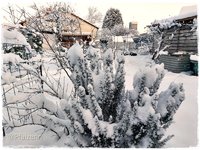Schnee im Januar 5.jpg