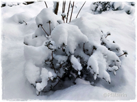 Schnee im Januar Titelbild.webp