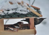 Kernbeisser 3.jpg