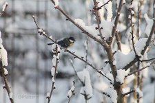 Vögel im Schnee 3.jpg