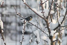 Vögel im Schnee 3.webp