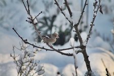 Vögel im Schnee 2.jpg