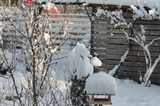 Vögel im Schnee 6.webp