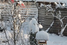 Vögel im Schnee 6.jpg