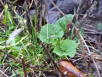 P1000051.webp