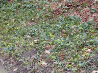 P1000110.webp