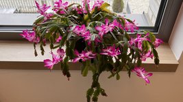 325D5822-A9E9-419F-9E70-9DF8AAD95950.jpeg