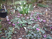 Galanthus_Goliath_und cyclamen coum_20.02.2022.JPG