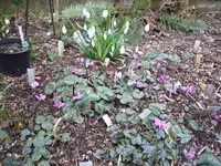 Galanthus_Goliath_und cyclamen coum_20.02.2022.JPG