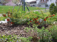 Zierquitte II _08.05.2022.JPG