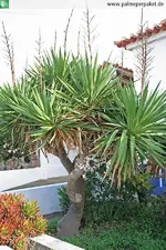 yucca-gloriosa-2.webp
