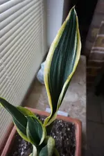 DSC04901.webp