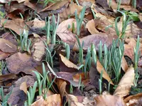 P1000161.webp