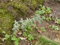 Schmetterlingsflieder 2018-01.webp