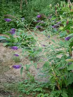 Schmetterlingsflieder 2018-07.webp