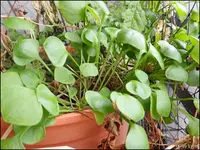 c032.webp