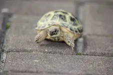 Schildkröte.webp