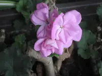 Februar 2010 002.webp