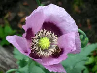 SA500301.webp
