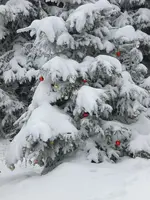 Garten Febr.2010 005.webp