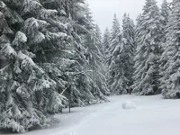 Garten Febr.2010 007.webp